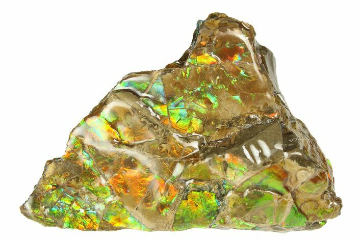 Iridescent Ammolite (Fossil Ammonite Shell) - Rainbow Colors #293362